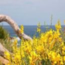 L’UCID Nazionale augura buone ferie ginestre