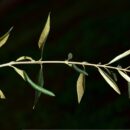 ulleo-branch-3168925