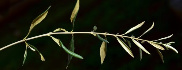 ulleo-branch-3168925